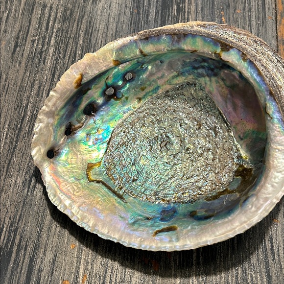 Iridescent Abalone Shell - Picture 1 of 7
